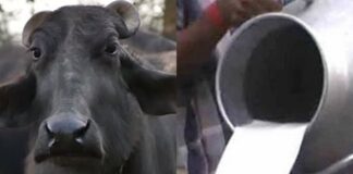 जानिए पशुओं के दूध में फैट बढ़ाने का सबसे सस्ता और कारगर घरेलू उपाय