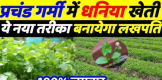 गर्मी में इस नई विधि से करें धनिये की खेती,
