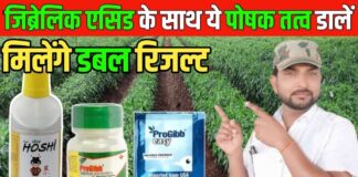 सिर्फ 12 रुपए में डबल होगी ग्रोथ