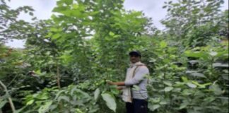 शहर के बीच में एक साल में खड़ा किया जंगल... साढ़े सात हजार पौधे हुए पल्लवित