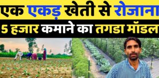 आधा एकड़ ज़मीन से रोज़ाना 5 हज़ार कमा के देगा खेती का ये मॉडल
