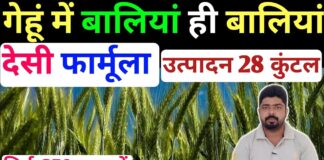 सिर्फ 250 रुपए में इस फार्मूले से गेहूं की बालियां लंबी और मोटी करें