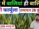 सिर्फ 250 रुपए में इस फार्मूले से गेहूं की बालियां लंबी और मोटी करें ! सिर्फ 250 रुपए में इस फार्मूले से गेहूं की बालियां लंबी और मोटी करें
