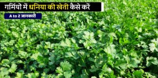 गर्मी में इस नई विधि से करें धनिये की खेती,