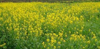 सरसों में फलियों के समय जरूर करें ये काम,