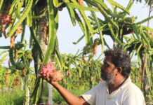 ड्रैगनफ्रूट की खेती की पूरी जानकारी,