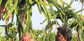 ड्रैगनफ्रूट की खेती की पूरी जानकारी,