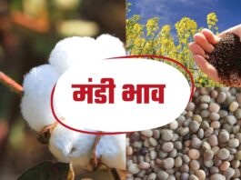 सिरसा की अनाज मंडी में कल नरमा कपास सरसों और ग्वार इस भाव पर बिके