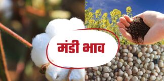 सिरसा की अनाज मंडी में कल नरमा कपास सरसों और ग्वार इस भाव पर बिके