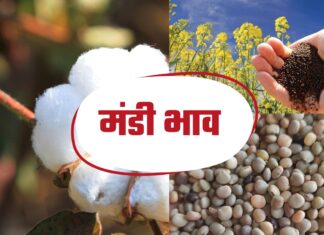 सिरसा की अनाज मंडी में कल नरमा कपास सरसों और ग्वार इस भाव पर बिके ! सिरसा की अनाज मंडी में कल नरमा कपास सरसों और ग्वार इस भाव पर बिके