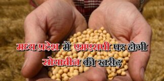 किसानों से इस भाव पर खरीदी जाएगी सोयाबीन, सरकार ने दी मंजूरी!
