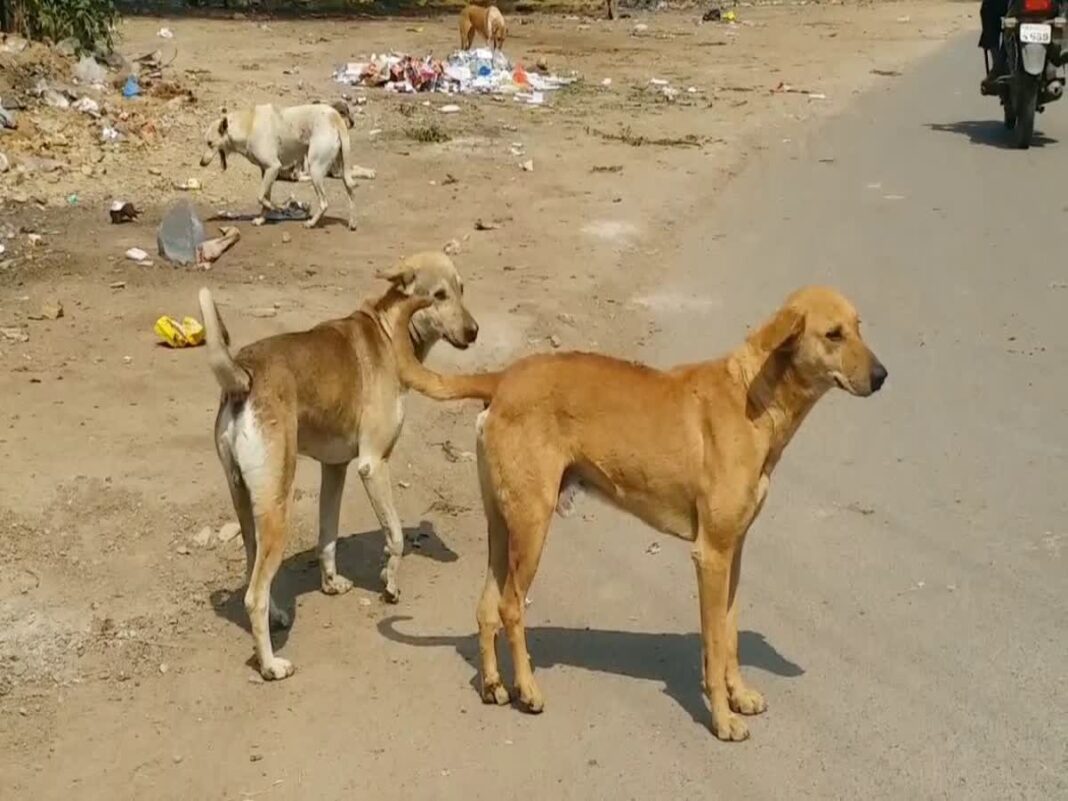 इंदौर में बीमार कुत्ते को डंडों से पीटा, बोरे में भरकर फेंका !