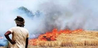 हरियाणा में बढ़ रहे पराली जलाने के मामले !