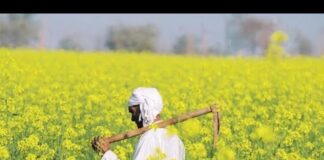 गाजर-मूली, पालक और सरसों की फसल के लिए एडवाइजरी जारी, किसान तुरंत करें ये काम !