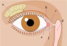 आंखों की गंभीर समस्या है Blocked Tear Duct, बेहद आसान हैं इसका बचाव, जानें लक्षण और कारण !