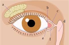 आंखों की गंभीर समस्या है Blocked Tear Duct, बेहद आसान हैं इसका बचाव, जानें लक्षण और कारण !