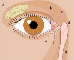 आंखों की गंभीर समस्या है Blocked Tear Duct, बेहद आसान हैं इसका बचाव, जानें लक्षण और कारण !