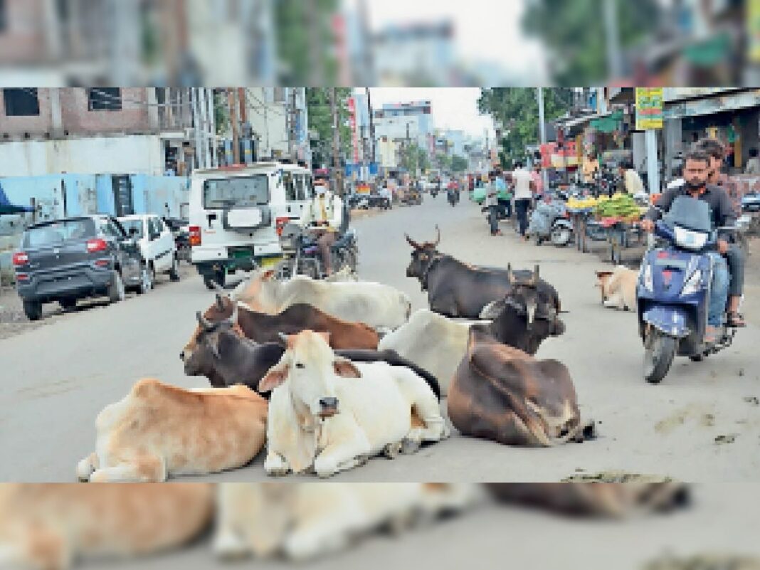 सिरसा नगर आयुक्त के साथ 350कर्मी सड़कों पर उतरे, आठ किमी. पैदल चलकर 90 पशु ही पकड़े