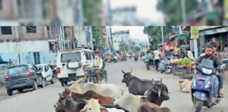 सिरसा नगर आयुक्त के साथ 350कर्मी सड़कों पर उतरे, आठ किमी. पैदल चलकर 90 पशु ही पकड़े