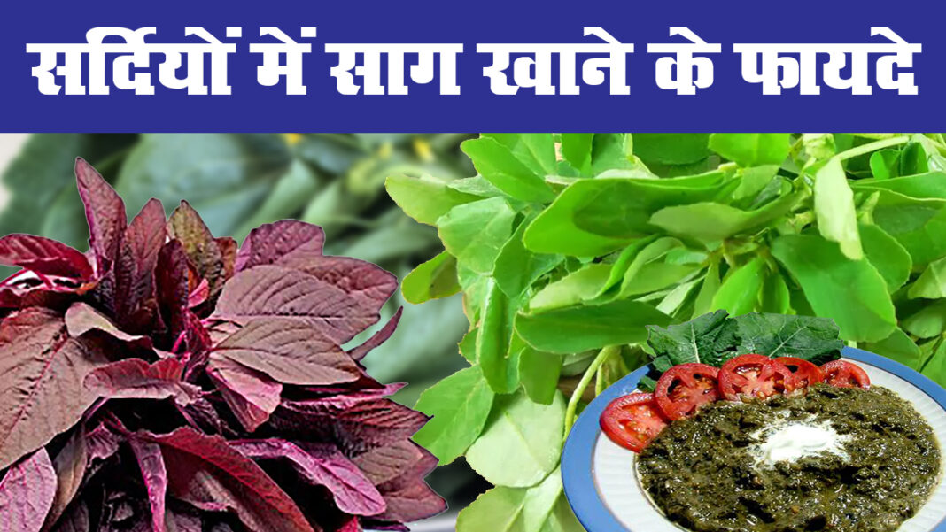 मेथी, पालक समेत ये 5 साग सेहत के लिए हैं वरदान, मेथी, पालक समेत ये 5 साग सेहत के लिए हैं वरदान,