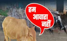 सिरसा। शहर में नगर परिषद का पशु पकड़ो अभियान ठप पड़ा है।