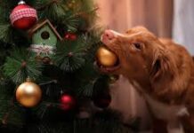 Christmas पर लगाए जाने वाले ये प्‍लांट्स Pets की ले सकते हैं जान