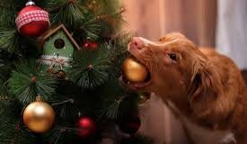 Christmas पर लगाए जाने वाले ये प्‍लांट्स Pets की ले सकते हैं जान