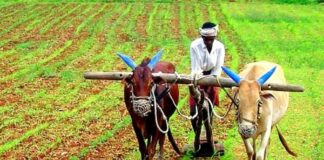 क्या प्राकृतिक खेती रोजगार का नया रास्ता खोल सकती है?