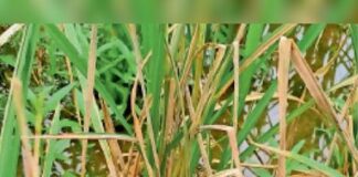 हरियाणा में धान की ज्यादा खेती से सूखने लगे हैं खेत
