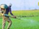 Rabi crop advisory: गेहूं की फसल 21-25 दिन की हो तो तुरंत करें ये काम, बाकी रबी फसलों का भी रखें ध्यान