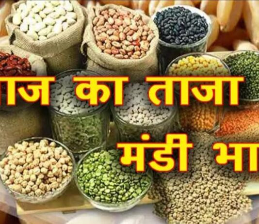 अनाज मंडी भाव| 28/12/2024 आज सरसों मूंग गेहूं ग्वार में आई तेजी| मूंगफली में गिरावट| Anaj Mandi Bhav