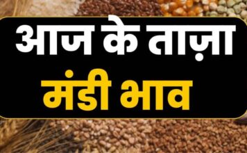 अनाज मंडी भाव: मंडियों के ताजा भाव की जानकारी