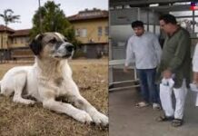 हरियाणा में सामने आया अनोखा मामला, जिसे सुन हर कोई हैरान,दुकानदार को काटने के बाद कुत्ते की हो गई मौत! पानीपत में एक हैरान कर देने वाली घटना सामने आई है, जहां एक कुत्ते ने एक दुकानदार को काटने के बाद अचानक दम तोड़ दिया।