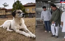 पानीपत में एक हैरान कर देने वाली घटना सामने आई है, जहां एक कुत्ते ने एक दुकानदार को काटने के बाद अचानक दम तोड़ दिया।