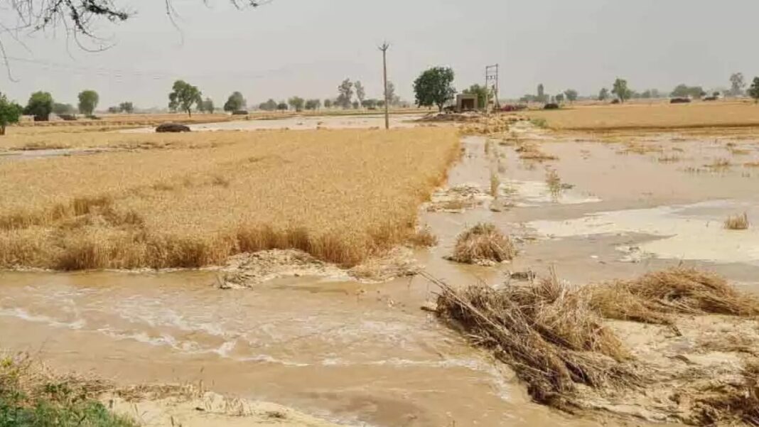 नहर टूटने की सूचना मिलने पर सिंचाई विभाग के एसडीओ हरदीप सिंह मौके पर पहुंचे।