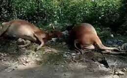सिंघल ने कहा कि जब गायें अधिक मात्रा में तला हुआ खाना खा लेती हैं, तो कुछ समय बाद ये पच नहीं पाता और उनके लिए जानलेवा साबित होता है।