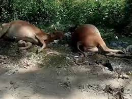 सिंघल ने कहा कि जब गायें अधिक मात्रा में तला हुआ खाना खा लेती हैं, तो कुछ समय बाद ये पच नहीं पाता और उनके लिए जानलेवा साबित होता है।