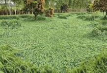 : बार‍िश के चलते देशभर में बुरे हालात हैं। क‍िसानों के ल‍िए खासतौर से मुश्‍क‍िल स्‍थ‍िति‍ बन गई है