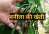 वनीला एक सुगंधित मसाला है, जिसका उपयोग आइसक्रीम, चॉकलेट और अन्य खाद्य पदार्थों में फ्लेवर के लिए किया जाता है।
