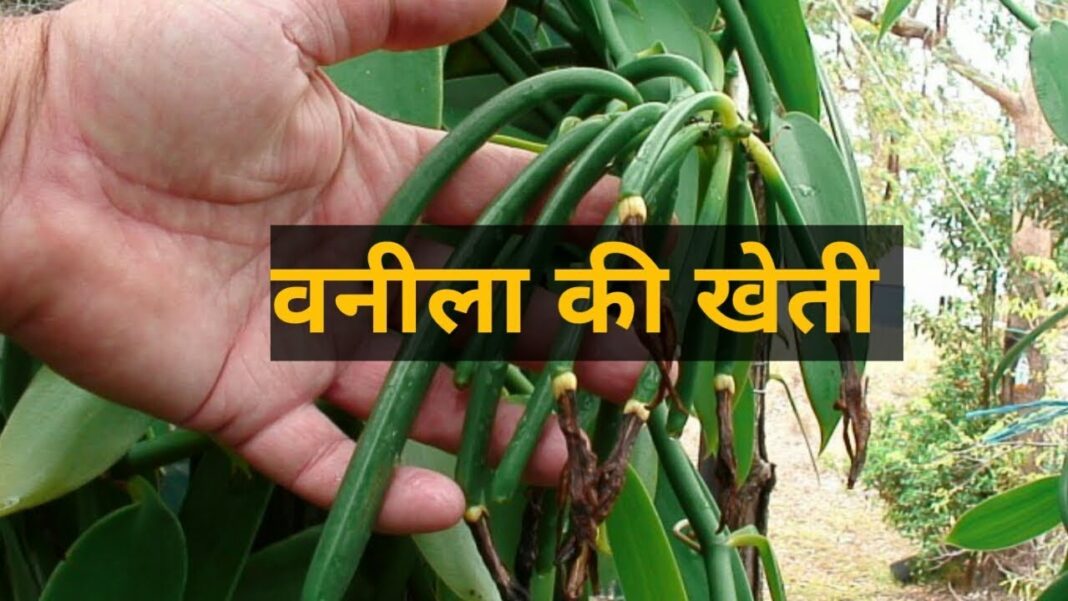 वनीला एक सुगंधित मसाला है, जिसका उपयोग आइसक्रीम, चॉकलेट और अन्य खाद्य पदार्थों में फ्लेवर के लिए किया जाता है।