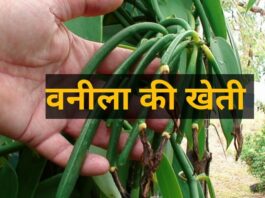 वनीला एक सुगंधित मसाला है, जिसका उपयोग आइसक्रीम, चॉकलेट और अन्य खाद्य पदार्थों में फ्लेवर के लिए किया जाता है।