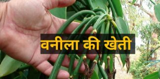 वनीला एक सुगंधित मसाला है, जिसका उपयोग आइसक्रीम, चॉकलेट और अन्य खाद्य पदार्थों में फ्लेवर के लिए किया जाता है।