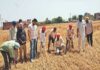 हरियाणा में पटवारियों की कमी से गिरदावरी का काम प्रभावित हो रहा है। गिरदावरी के लिए राज्य में 10.88 लाख एकड़ जमीन अभी लंबित है।