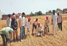 हरियाणा में पटवारियों की कमी से गिरदावरी का काम प्रभावित हो रहा है। गिरदावरी के लिए राज्य में 10.88 लाख एकड़ जमीन अभी लंबित है।