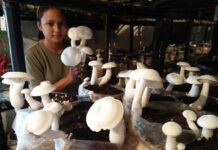 5 साल पहले शुरू की खेती, आज है 1.20 करोड़ का टर्नओवर,मशरूम लेडी के नाम से मशहूर है हरियाणा की ये महिला सोनिया ने बताया कि पहली बार रिस्क लेकर दोनों ने मिलकर 40 लाख रुपए का निवेश करके दो ग्रोइंग रूम के रूप में मशरूम चैंबर की शुरुआत की। पहली बार उन्होंने करीबन 5600 मशरूम बैग तैयार किए थे।