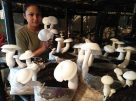 सोनिया ने बताया कि पहली बार रिस्क लेकर दोनों ने मिलकर 40 लाख रुपए का निवेश करके दो ग्रोइंग रूम के रूप में मशरूम चैंबर की शुरुआत की। पहली बार उन्होंने करीबन 5600 मशरूम बैग तैयार किए थे।