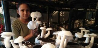 सोनिया ने बताया कि पहली बार रिस्क लेकर दोनों ने मिलकर 40 लाख रुपए का निवेश करके दो ग्रोइंग रूम के रूप में मशरूम चैंबर की शुरुआत की। पहली बार उन्होंने करीबन 5600 मशरूम बैग तैयार किए थे।