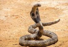 महिला ने देखा तो निकल गई चीख, पूरी रात सो नहीं पाया परिवार,किचन के सिंक में फन फैलाए बैठा था कोबरा सांप! महिला ने सांप को देखते ही शोर मचा दिया। इसके बाद परिजन भी रसोई में आ गए।