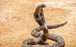 महिला ने देखा तो निकल गई चीख, पूरी रात सो नहीं पाया परिवार,किचन के सिंक में फन फैलाए बैठा था कोबरा सांप! महिला ने सांप को देखते ही शोर मचा दिया। इसके बाद परिजन भी रसोई में आ गए।