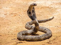 महिला ने सांप को देखते ही शोर मचा दिया। इसके बाद परिजन भी रसोई में आ गए। महिला ने सांप को देखते ही शोर मचा दिया। इसके बाद परिजन भी रसोई में आ गए।